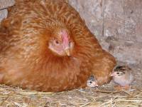 Huhn - Bauernhofurlaub mit Tieren in Bayern
