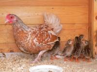 Ferienhaus am Bauernhof - Tiere Singerl
