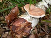 Urlaub in der Natur im Bayerischen Wald Naturreisen