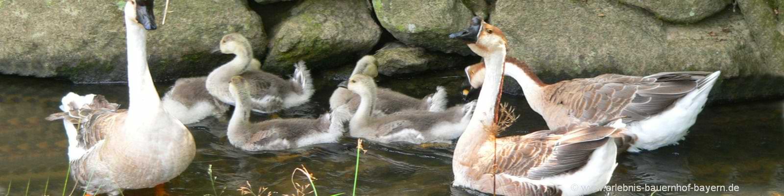 bauernhofurlaub-deutschland-tiere-gänse-bach-wasser