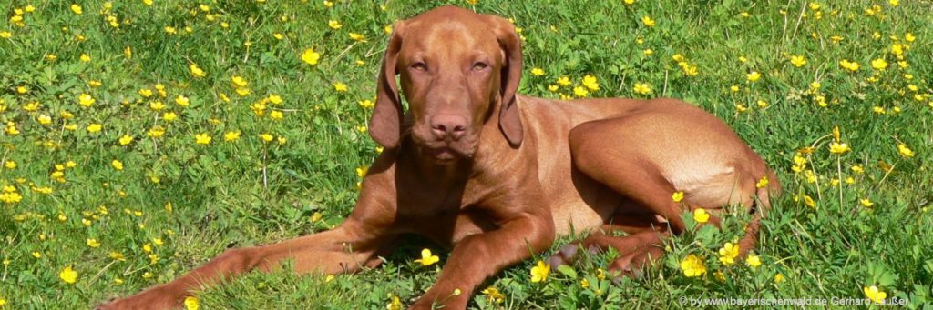 Bauernhofurlaub mit Hund in Bayern Bauernhof Ferienhaus Niederbayern